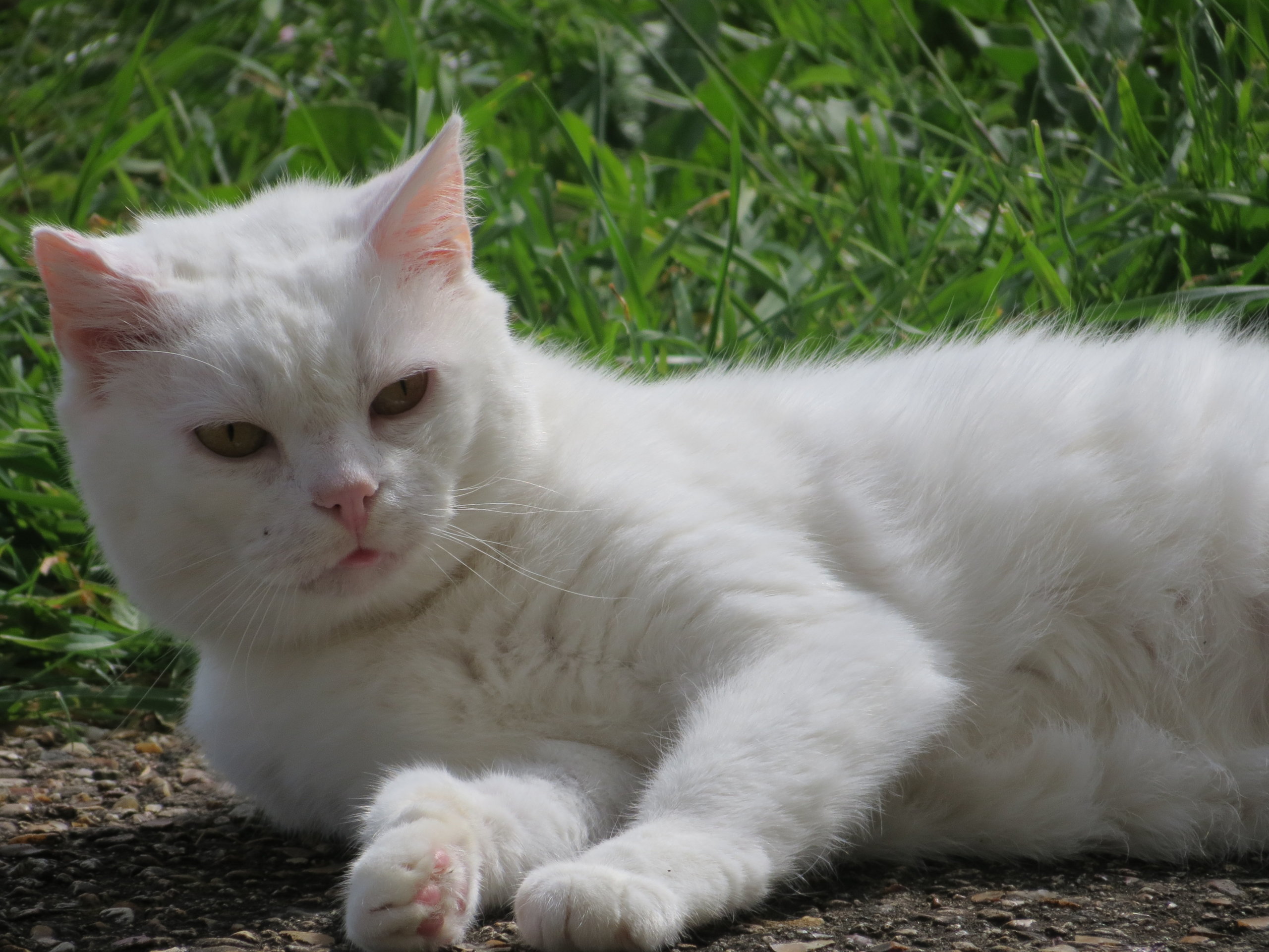 Portrait de Suzie, le chat d'Aurore chez Emporte Plume, webmaster et graphiste à Saumur